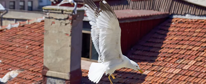 Residential Chimney Animal Removal Solution in Altoona, IA